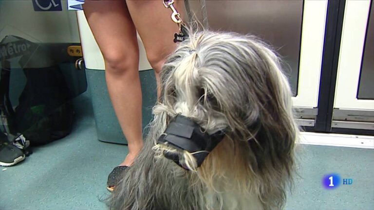 Normativas para la Tenencia de Perros en Ajalvir